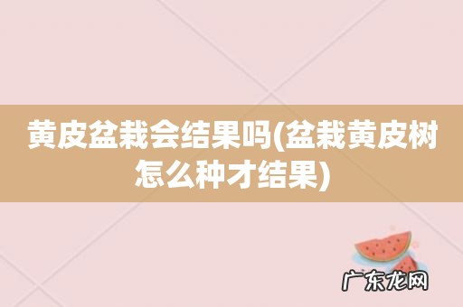 盆栽黄皮树怎么种才结果 黄皮盆栽会结果吗