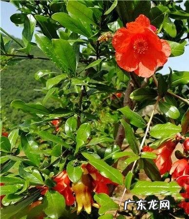 甜石榴的功效与作用及副作用 甜石榴开什么颜色的花