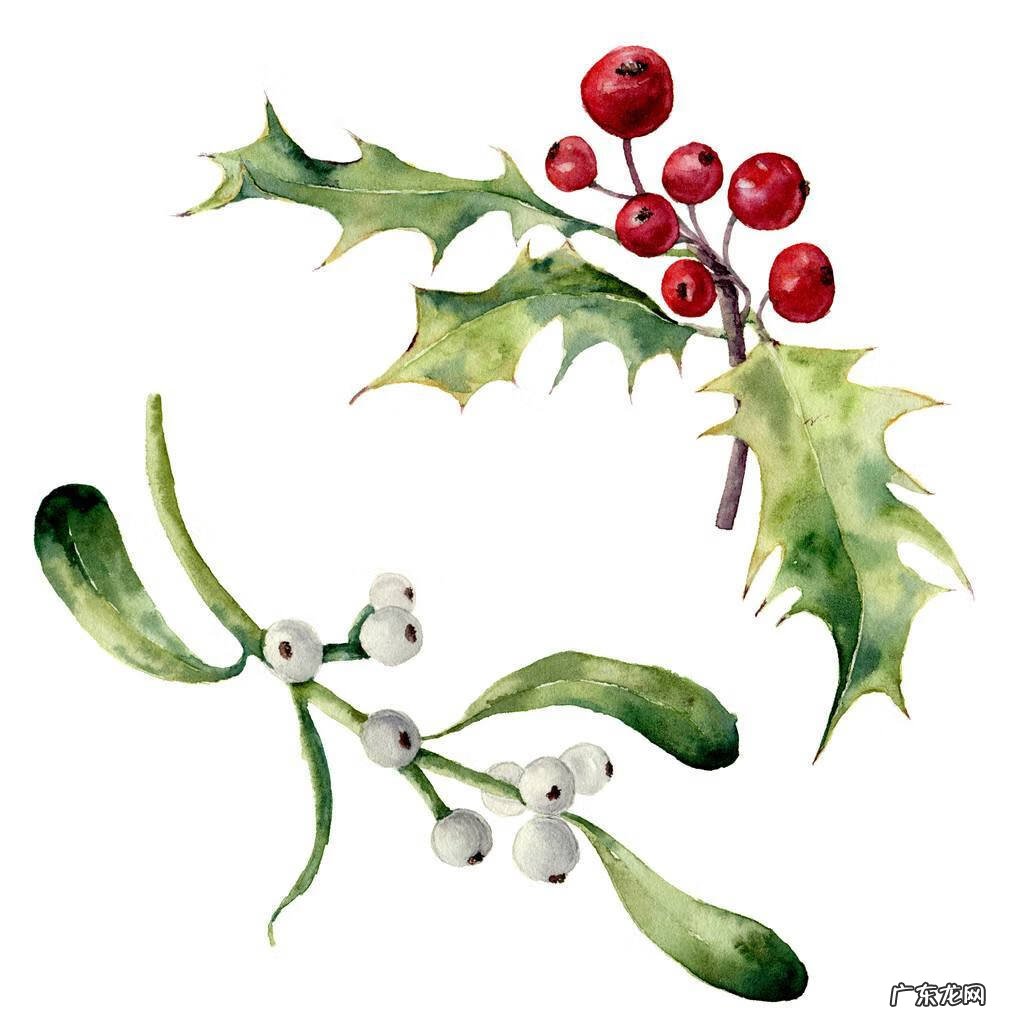 家居风水植物 改变家里风水的植物