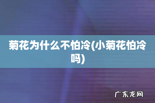 小菊花怕冷吗 菊花为什么不怕冷
