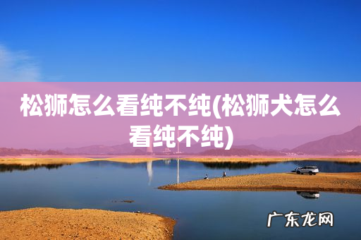 松狮犬怎么看纯不纯 松狮怎么看纯不纯