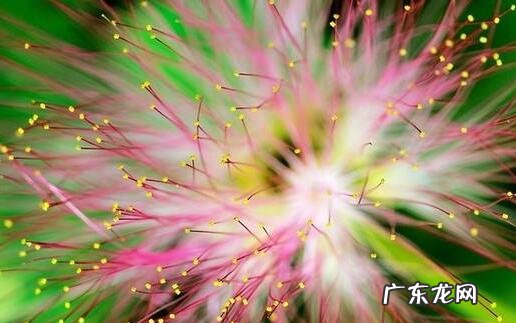 合欢花茶和什么搭配最佳 合欢花茶的功效与作用