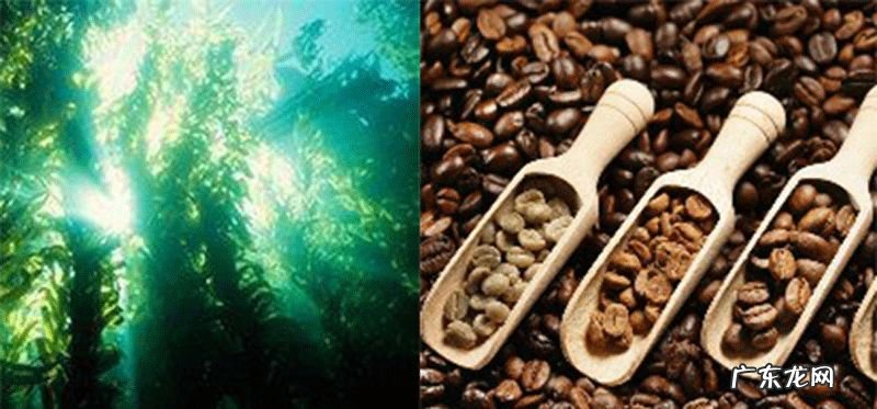 最有效的丰乳霜是哪一款 丰乳霜真的能丰胸吗