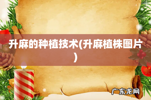 升麻植株图片 升麻的种植技术