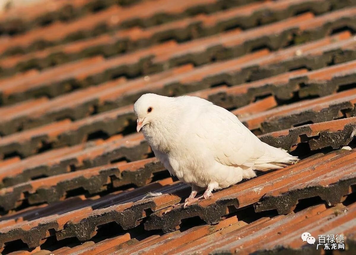白鸽子的功效与作用 白鸽的功效与作用