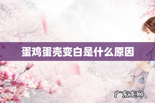 蛋鸡蛋壳变白是什么原因
