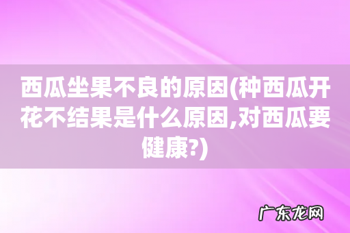 种西瓜开花不结果是什么原因,对西瓜要健康? 西瓜坐果不良的原因