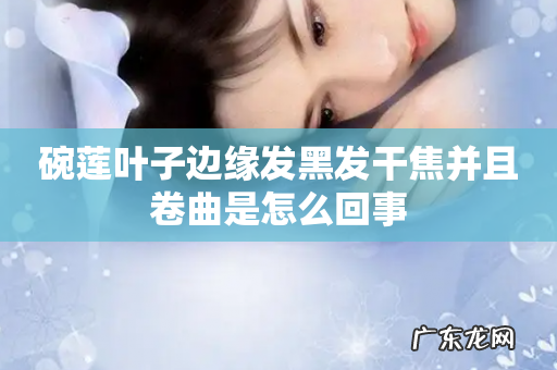 碗莲叶子边缘发黑发干焦并且卷曲是怎么回事