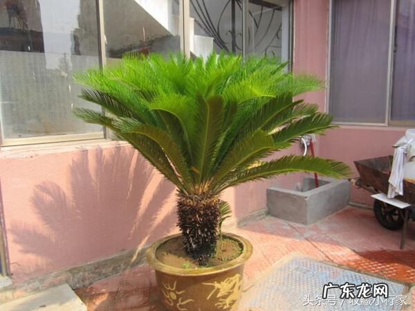 屋后栽铁树对风水有影响吗 室内栽铁树对风水好不好?