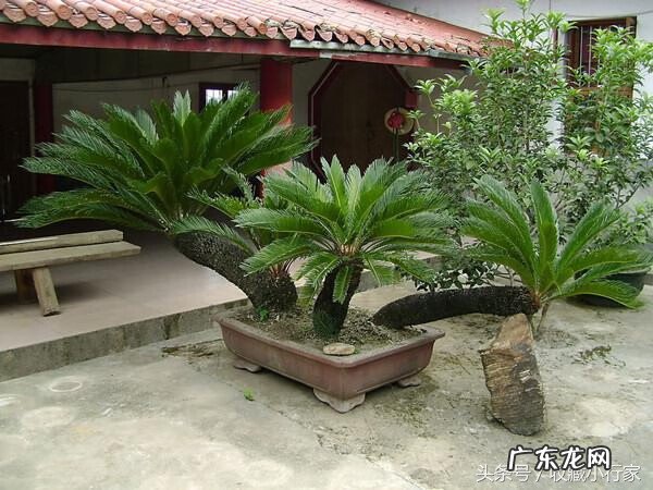 屋后栽铁树对风水有影响吗 室内栽铁树对风水好不好?