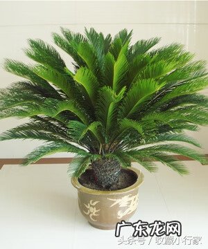 屋后栽铁树对风水有影响吗 室内栽铁树对风水好不好?