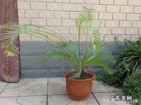 屋后栽铁树对风水有影响吗 室内栽铁树对风水好不好?