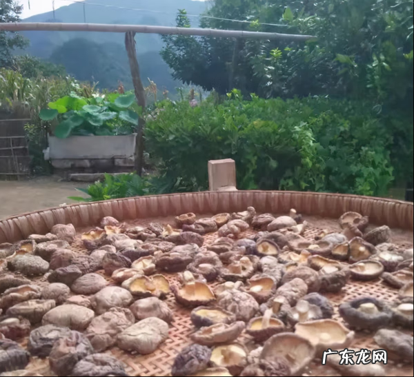 香菇和花菇味道有什么区别 香菇与花菇哪个香