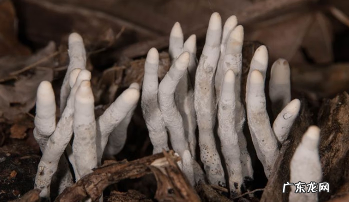 折纸骷髅手爪 僵尸爪子怎么折的