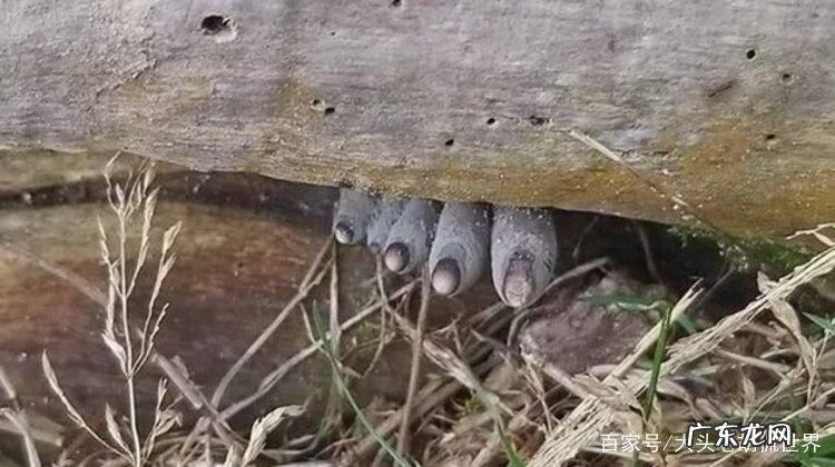 折纸骷髅手爪 僵尸爪子怎么折的