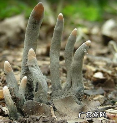 折纸骷髅手爪 僵尸爪子怎么折的