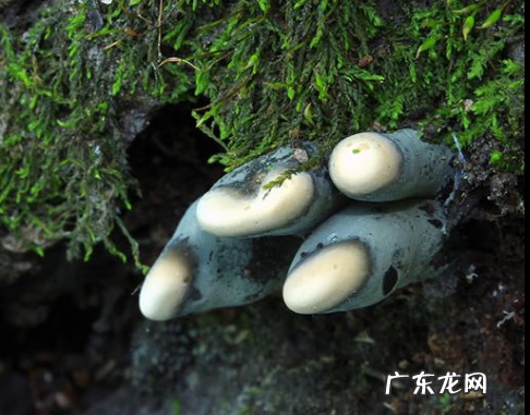 折纸骷髅手爪 僵尸爪子怎么折的