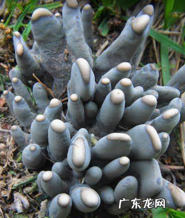 折纸骷髅手爪 僵尸爪子怎么折的