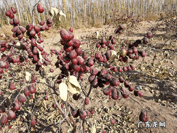 吃什么能补血 吃什么可以补血活血