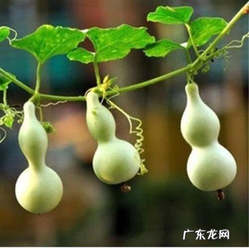 房梁上挂葫芦是什么意思 葫芦挂在梁上哪个位置