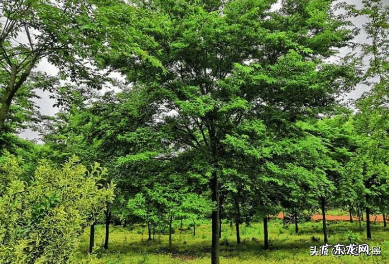 院子里种果树风水好不好 房前屋后种什么果树风水好