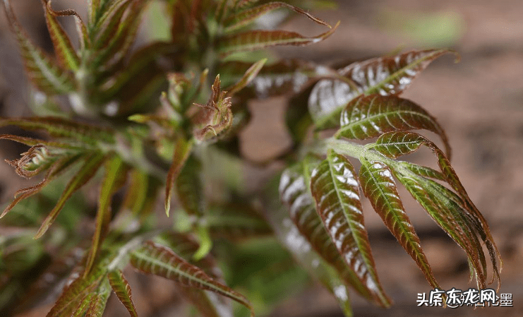 院子里种果树风水好不好 房前屋后种什么果树风水好