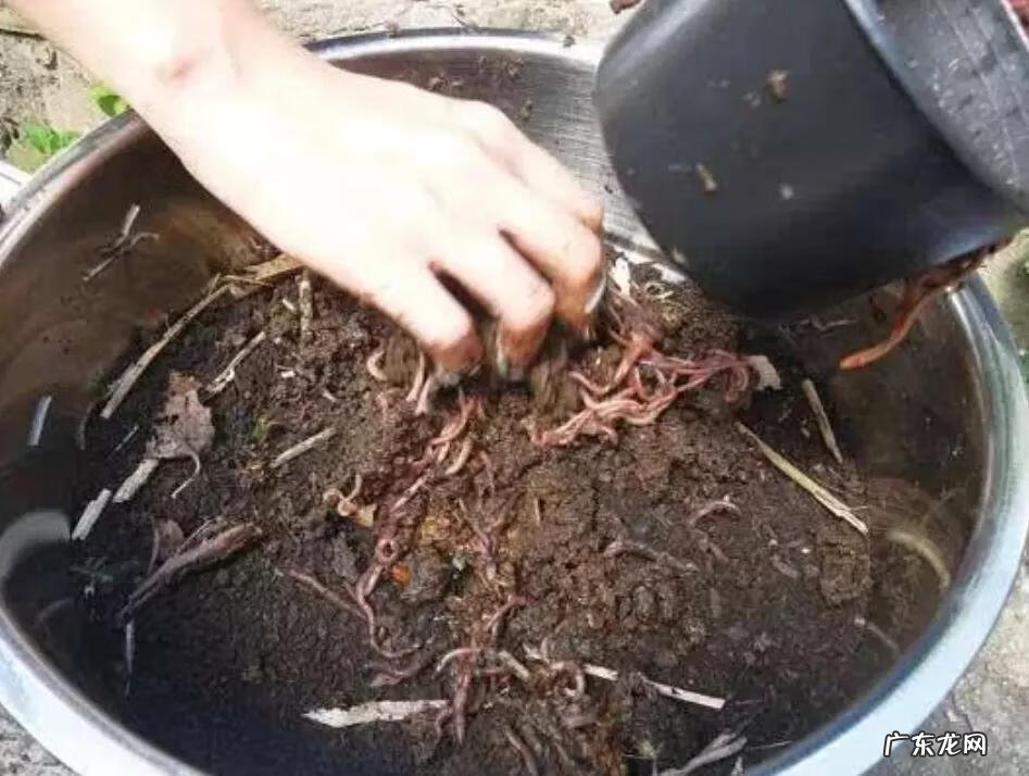 风水鱼是什么鱼 蜂蜜水和鱼