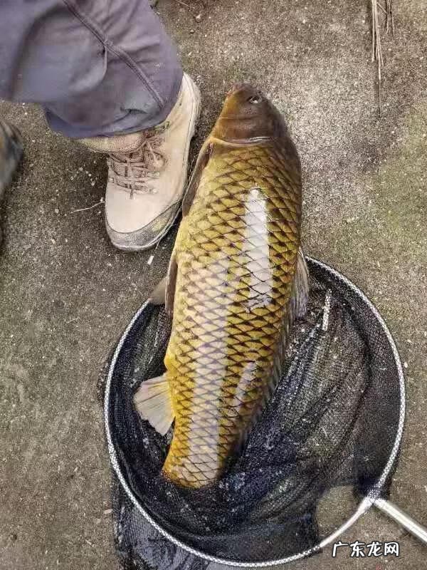 风水鱼是什么鱼 蜂蜜水和鱼