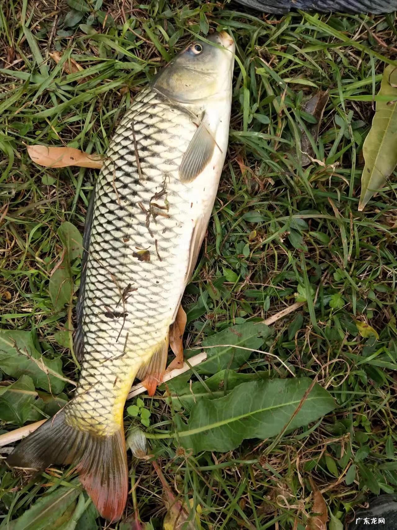 风水鱼是什么鱼 蜂蜜水和鱼