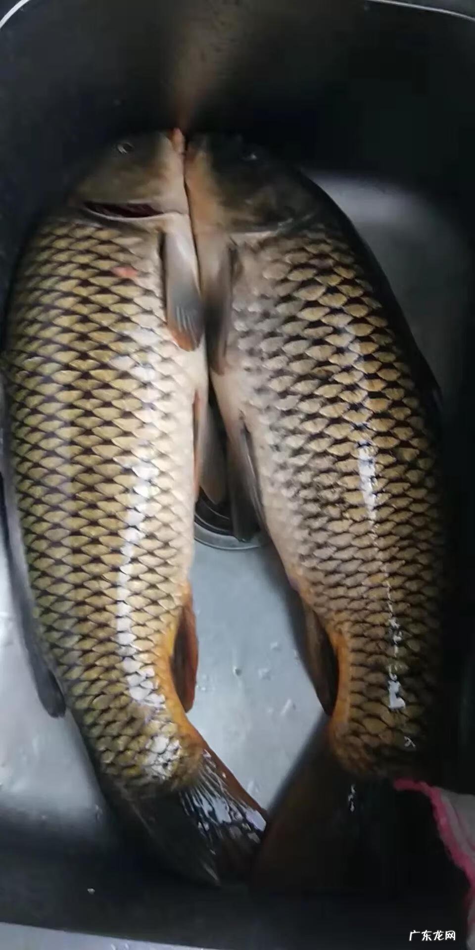 风水鱼是什么鱼 蜂蜜水和鱼