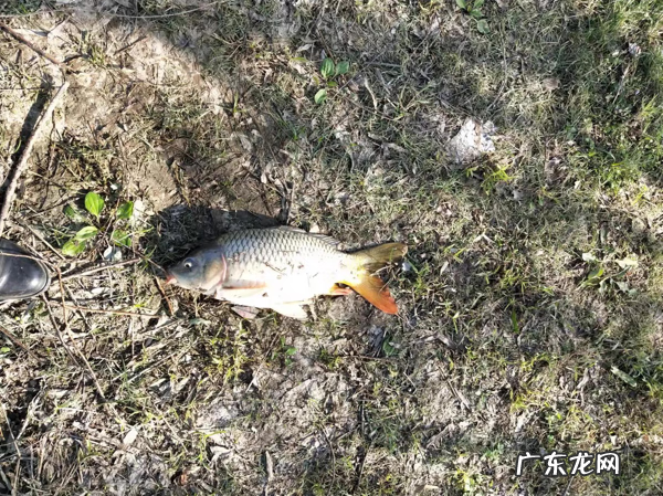 风水鱼是什么鱼 蜂蜜水和鱼
