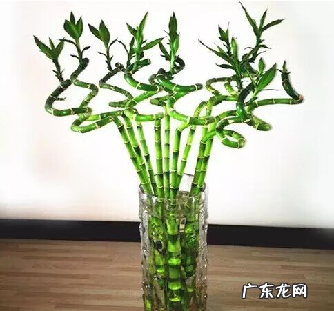 文竹放在什么地方旺财 文昌竹用什么颜色的花瓶