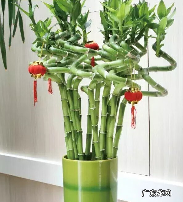 文竹放在什么地方旺财 文昌竹用什么颜色的花瓶