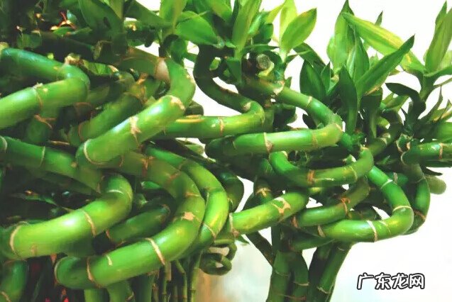 文竹放在什么地方旺财 文昌竹用什么颜色的花瓶