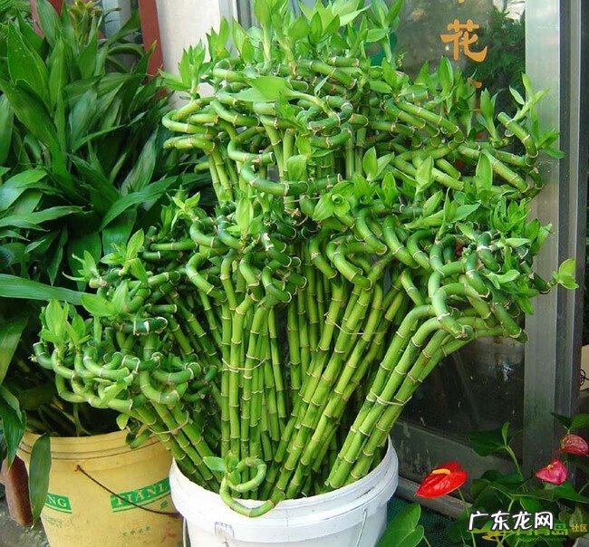 文竹放在什么地方旺财 文昌竹用什么颜色的花瓶