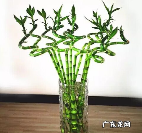 文竹放在什么地方旺财 文昌竹用什么颜色的花瓶