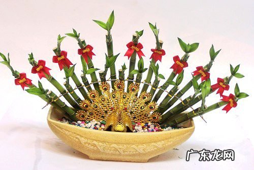 文竹放在什么地方旺财 文昌竹用什么颜色的花瓶