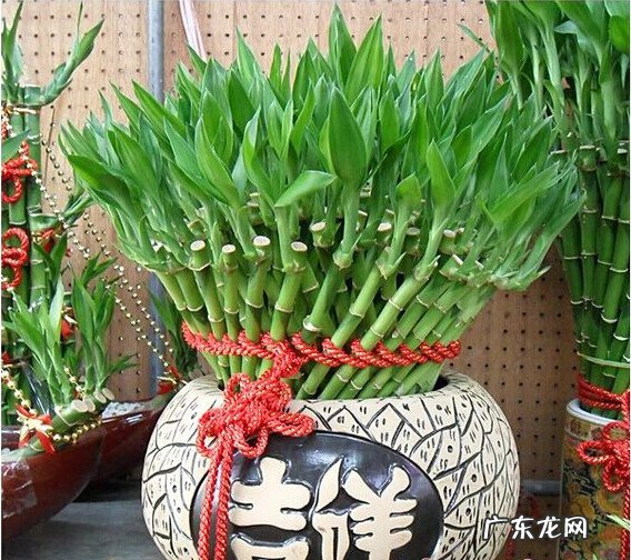 文竹放在什么地方旺财 文昌竹用什么颜色的花瓶