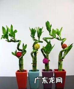 文竹放在什么地方旺财 文昌竹用什么颜色的花瓶