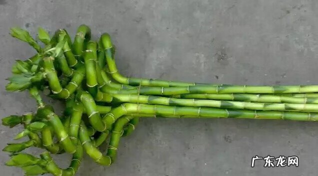 文竹放在什么地方旺财 文昌竹用什么颜色的花瓶