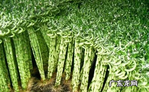 文竹放在什么地方旺财 文昌竹用什么颜色的花瓶
