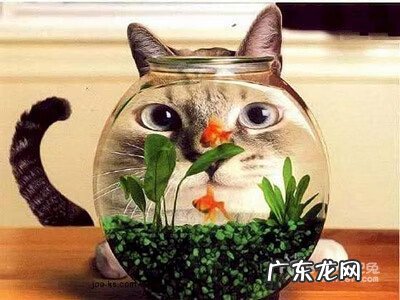 山羊摆件风水讲究 属羊风水摆件