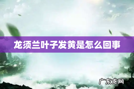 龙须兰叶子发黄是怎么回事