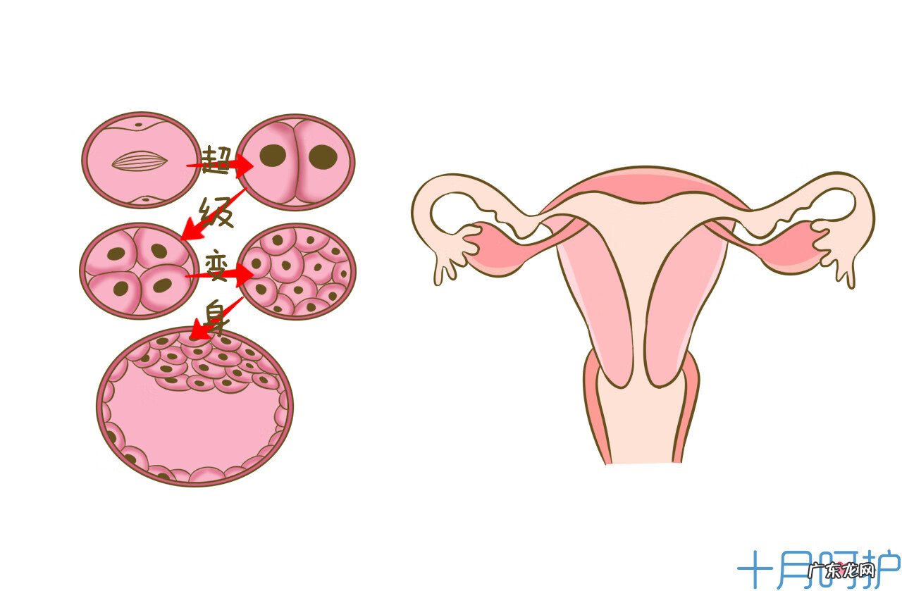 如何最早发现自己怀孕了 如何知道是否怀孕了
