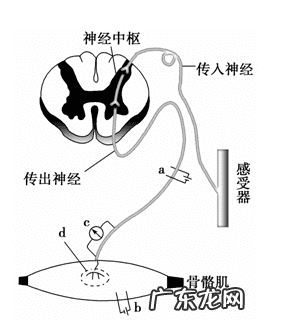形象纤体咖啡 纤体咖啡有用吗