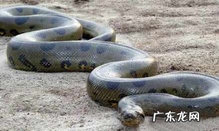 风水地理狗形地特征 风水鸡狗不叫地形特征