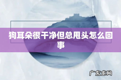 狗耳朵很干净但总甩头怎么回事