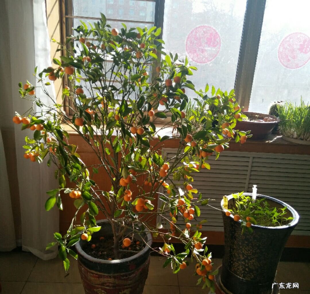 金桔种在院子里风水好吗 阳台种金桔风水好吗