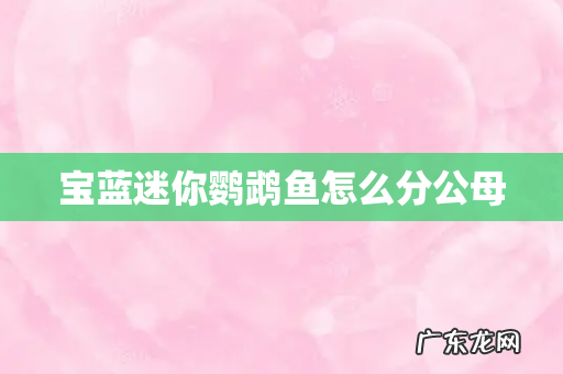 宝蓝迷你鹦鹉鱼怎么分公母