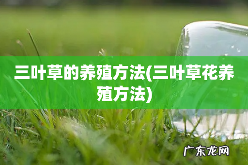 三叶草花养殖方法 三叶草的养殖方法